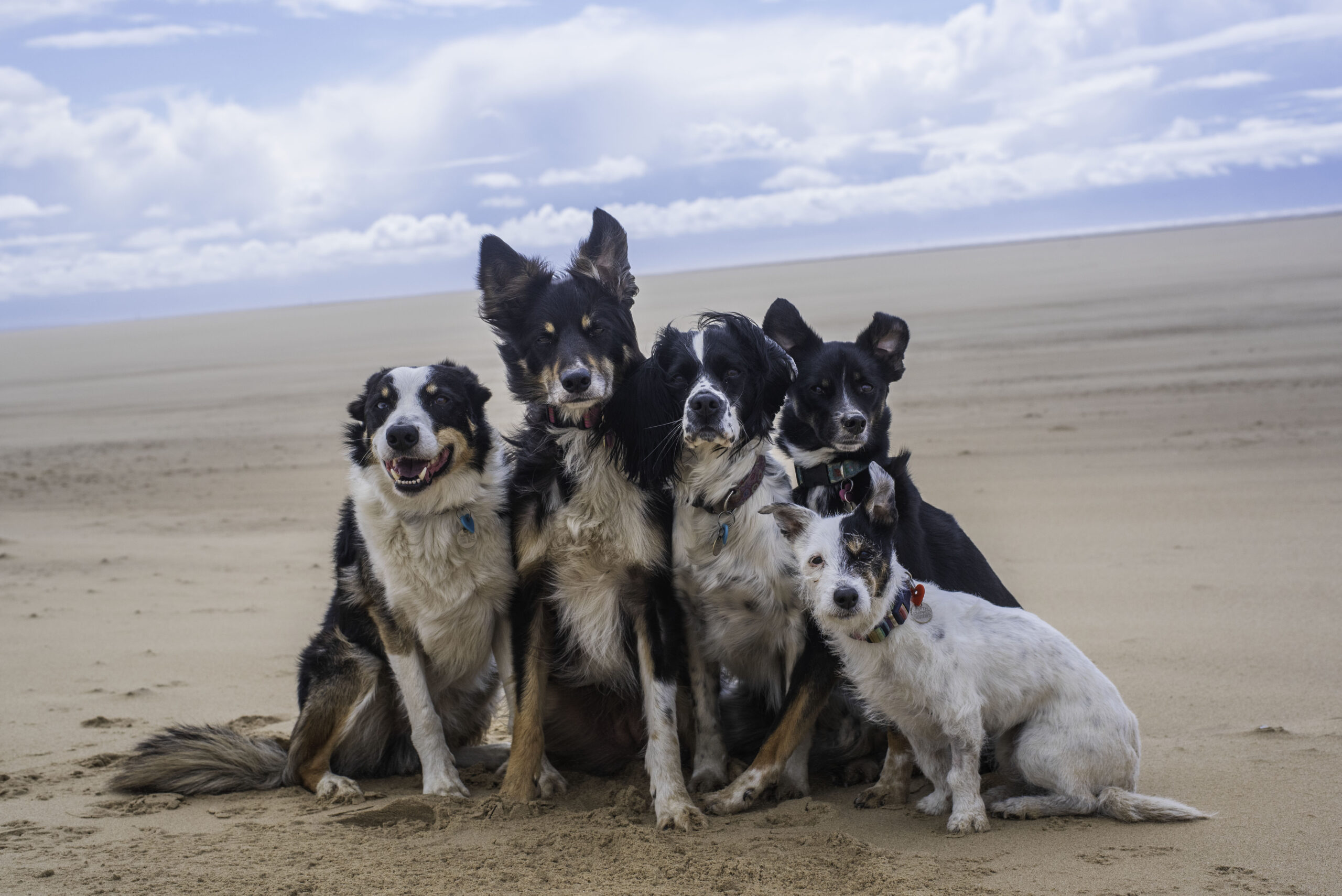 Nutter dogs training group