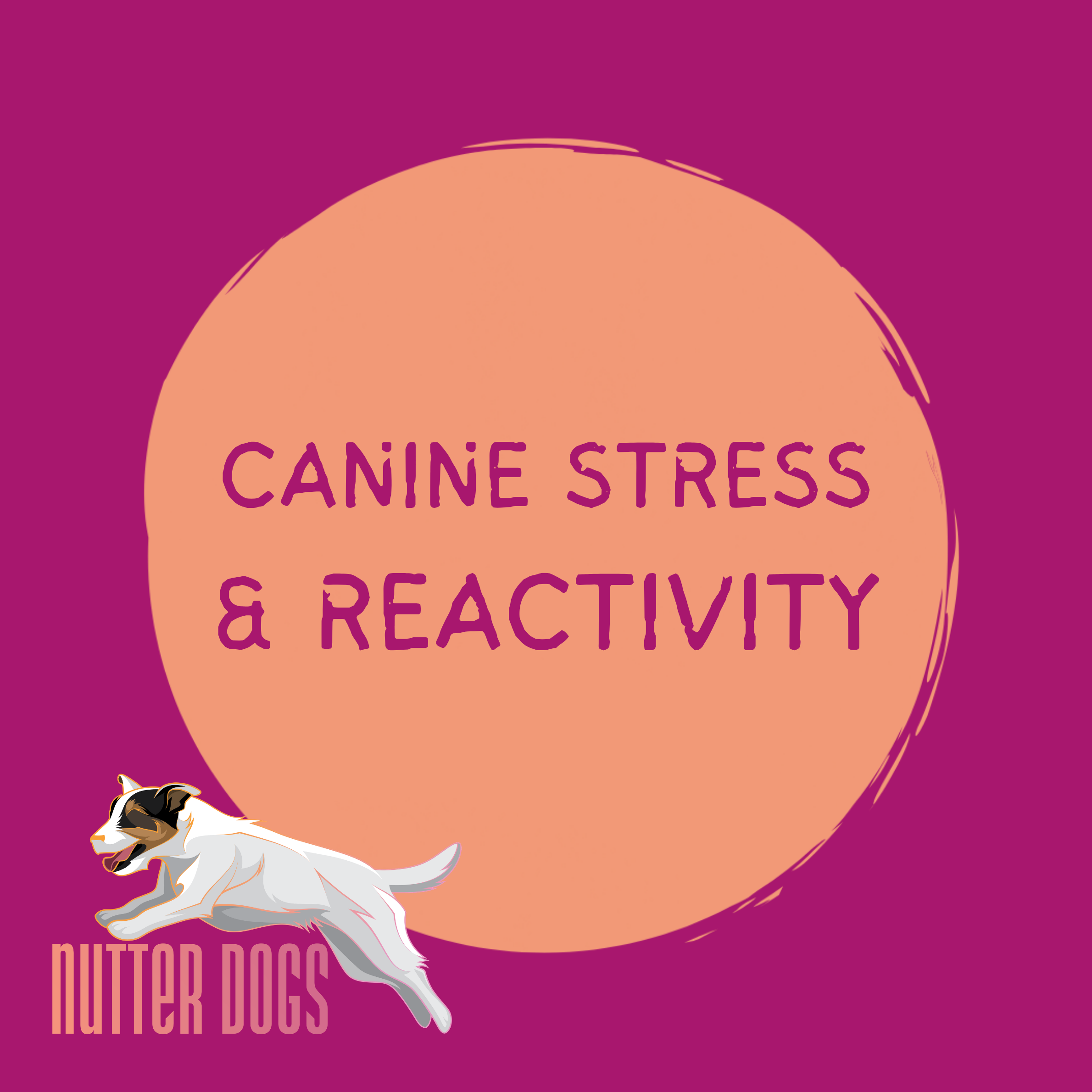 coming soon: canine stress and reactivity