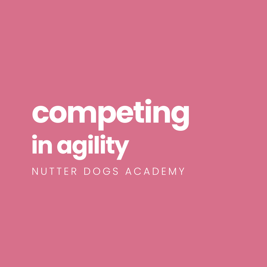 competing in agility (free!)