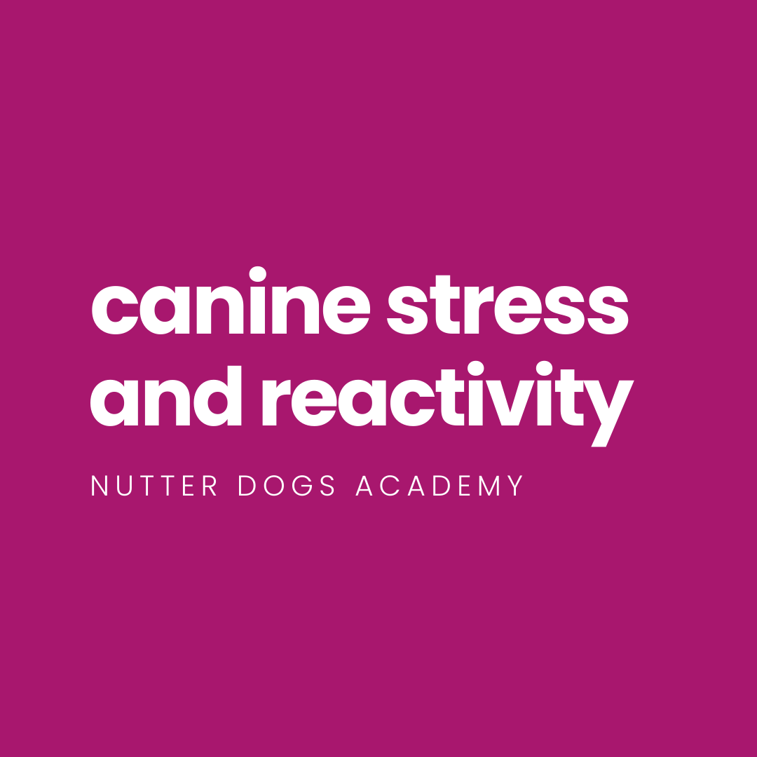 canine stress and reactivity